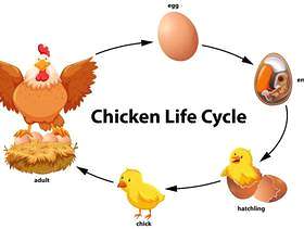 鸡生命周期图