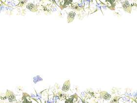 花框架222 - 白色绣球花和小苍兰