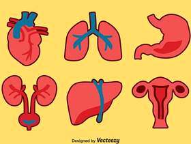 人体器官集合矢量包