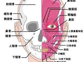 颜正面筋肉　名称