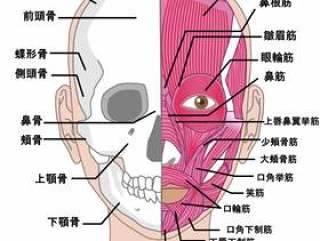 颜正面筋肉　名称