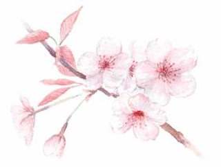 樱花与透明水彩画