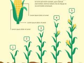 长大玉米插图