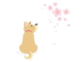 一只喜欢樱花的狗