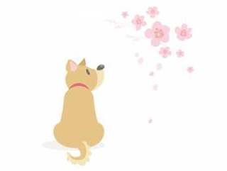 一只喜欢樱花的狗