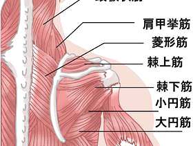 肩膀肌肉回来