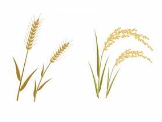 小麦和大米
