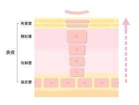 健康的皮肤营业额_剖面图