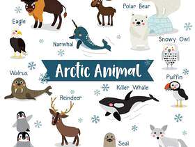 与动物名字的北极动物动画片