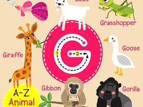 字母G动物园字母表