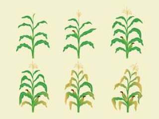 玉米秸秆矢量包