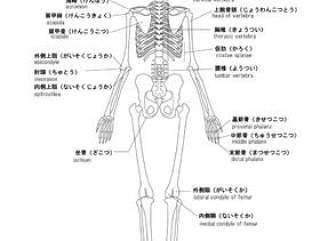 人类的骨骼名称背面英语