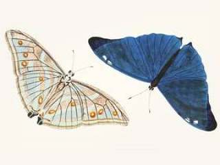 手拉明亮的蓝色蝴蝶