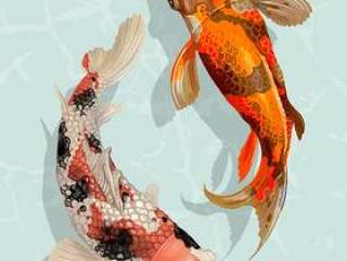 两条日本锦鲤鱼游泳