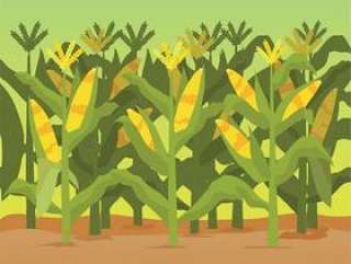 玉米秸秆插图