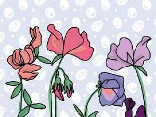 香豌豆花开花背景