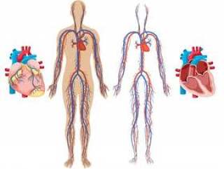 人类心脏和心血管系统