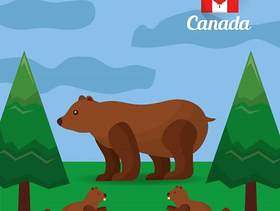 加拿大熊海狸在森林里自然