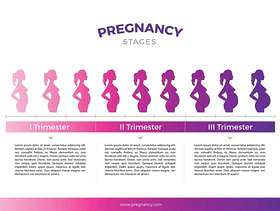 怀孕阶段模板 矢量