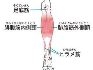 足部の外在筋（后侧）