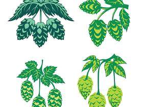 绿色蛇麻草植物，素描风格矢量图孤立在白色背景上。成熟的绿色跳跃的锥体，啤酒酿造成分