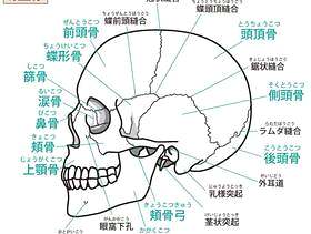 头盖骨（侧面）