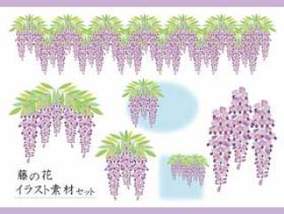 紫藤花插图素材集