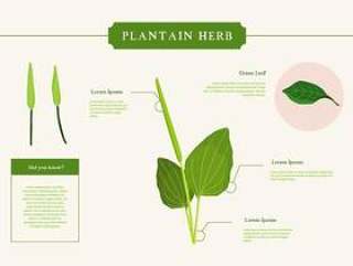 车前草草本矢量