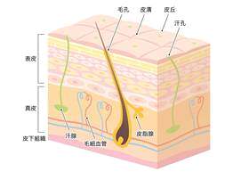 皮肤横截面_ 3 D