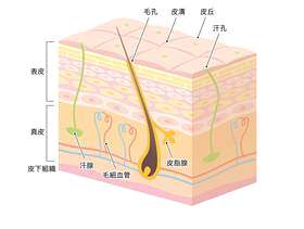 皮肤横截面_ 3 D