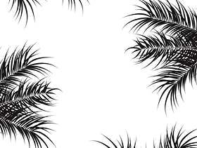 热带设计与黑色的棕榈叶和植物在白色背景上