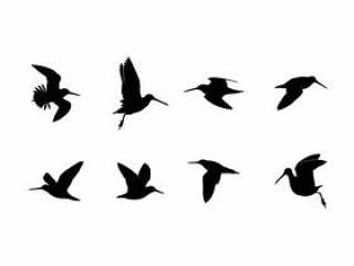 剪影飞鹬 矢量