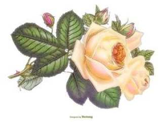 美丽的水彩矢量玫瑰插画