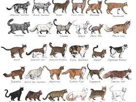 例证猫图画样式养殖汇集