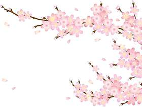 樱花花瓣和树枝