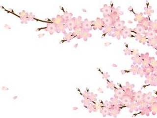 樱花花瓣和树枝