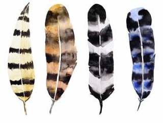 Beautiful Watercolor Feathers Collection