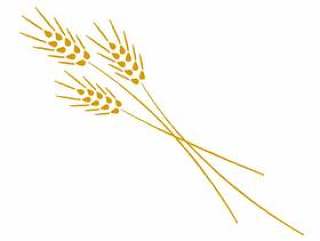 小麦的插图