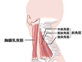 颈部肌肉