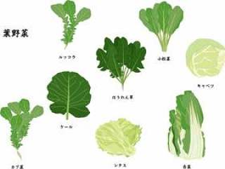 叶野菜