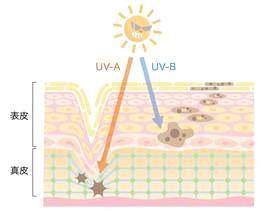 皮肤_紫外线_截面的影响
