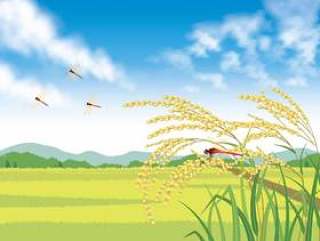 蓝蓝的天空，稻田和耳朵大米