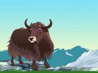 在山传染媒介的西藏牦牛