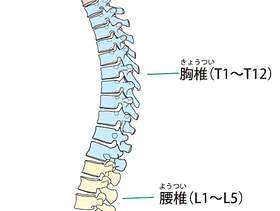 脊柱（侧面）