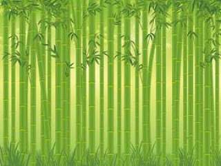 现实竹子成长的背景材料01