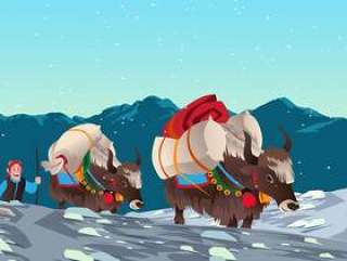 牦牛承担重负荷