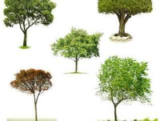 五种树木PSD分层