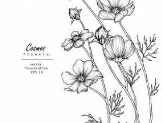 波斯菊花卉图纸