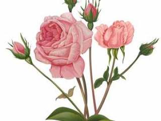 粉红玫瑰花朵矢量