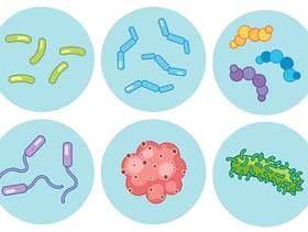 各种放大的细菌的集合